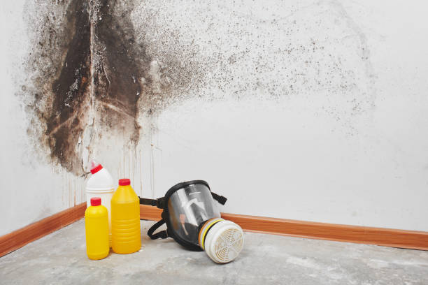 Best Mold Removal and Inspection  in USA